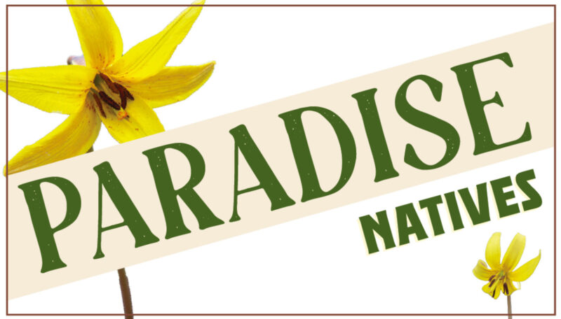 Paradise Natives   Est 2024