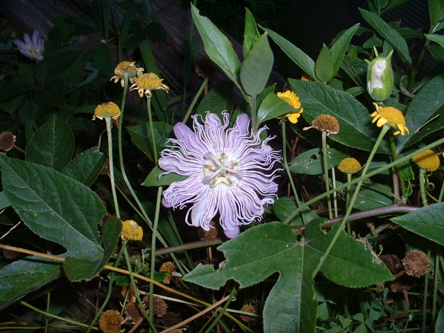 Passiflora-incarnata