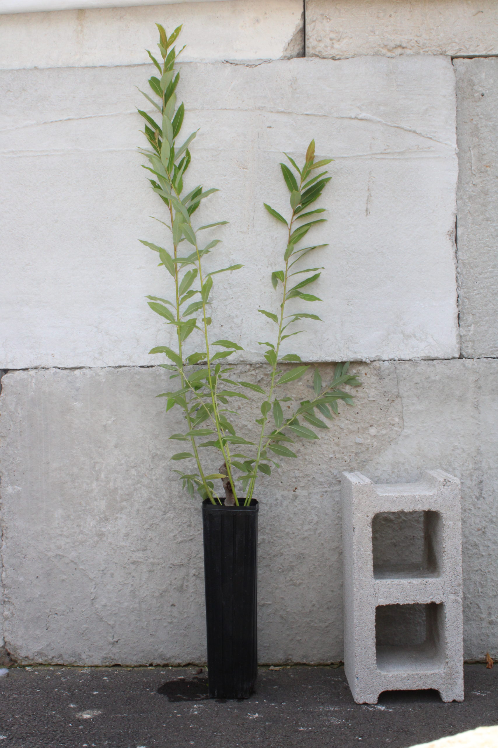 Salix-discolor-pussy-willow-Tall-1-pot