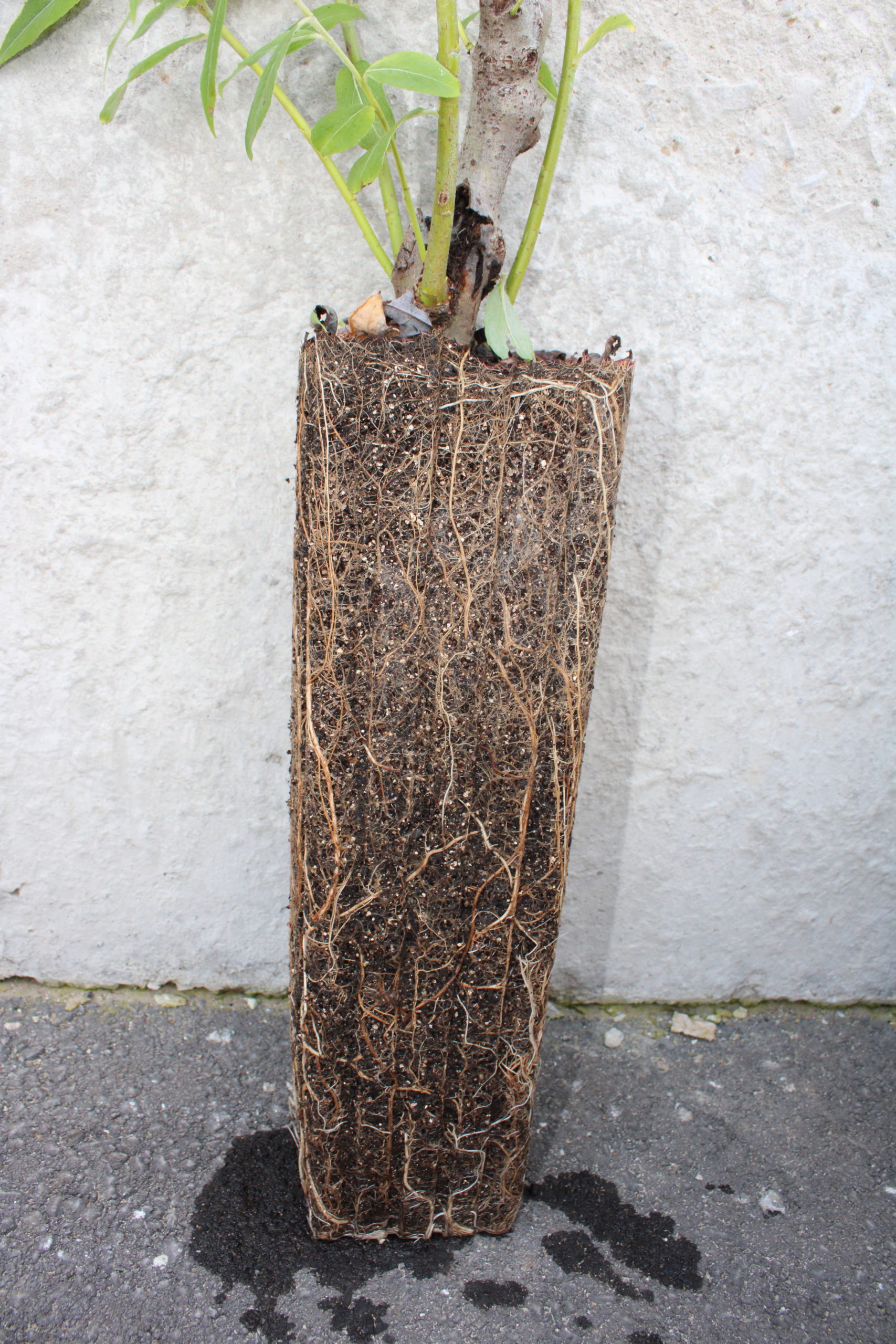 Salix-discolor-pussy-willow-root-system-from-a-Tall-1-pot